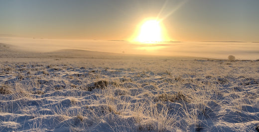White Edge 11th January 2025