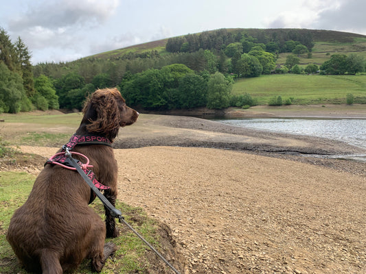 Ladybower Reservoir 31st May 2025
