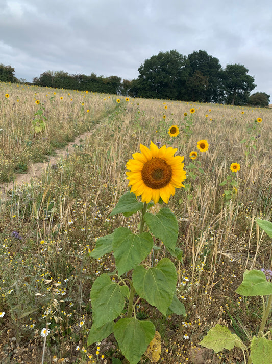 From the Cowshed - Dale Abbey 16th August 2025